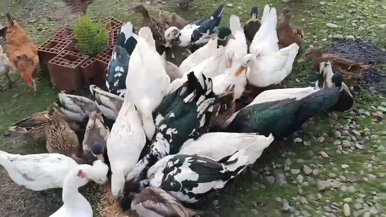 Lal ördək ve çöl ördək 