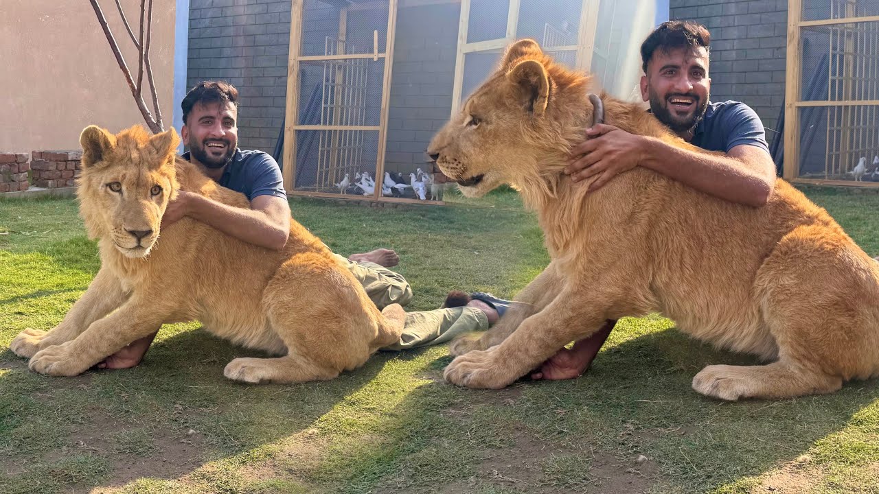 Hmara Liger Mini Zoo Main Wapis Agiya😍