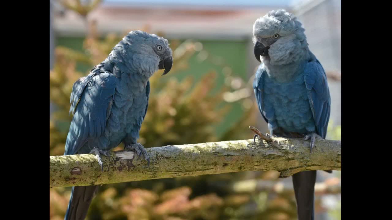 Biodiversité: disparu à l'état sauvage, l'Ara de Spix s'apprête à voler à nouveau à travers la f...
