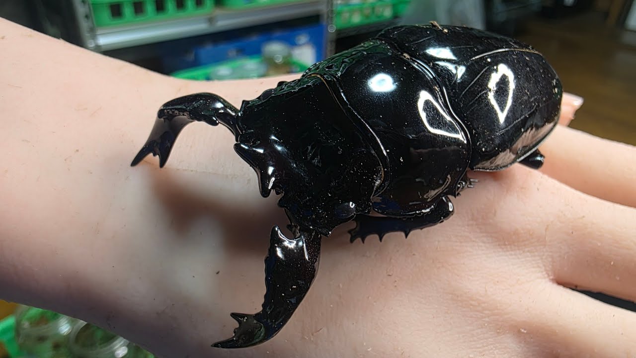 巨大化したアフリカのクワガタが羽化してきた