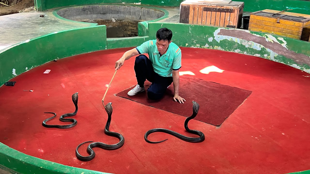 Kathu Cobra Show 2022 | Phuket Thailand
