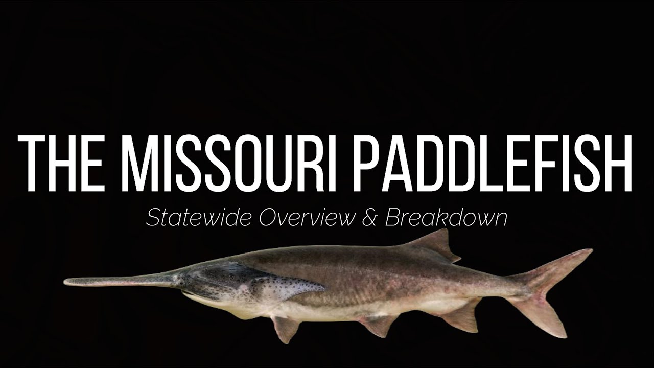 MISSOURI PADDLEFISH | OVERVIEW & BREAKDOWN