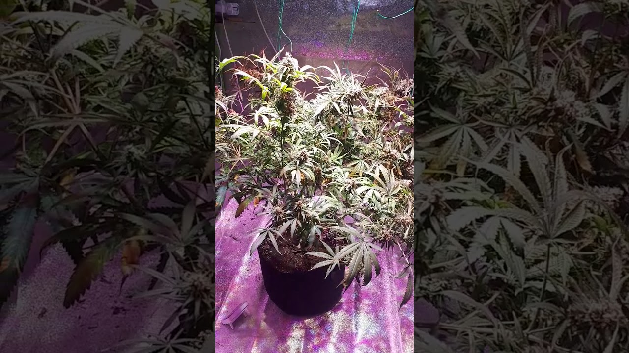 Legal grow end week 7 flower Green Crack.