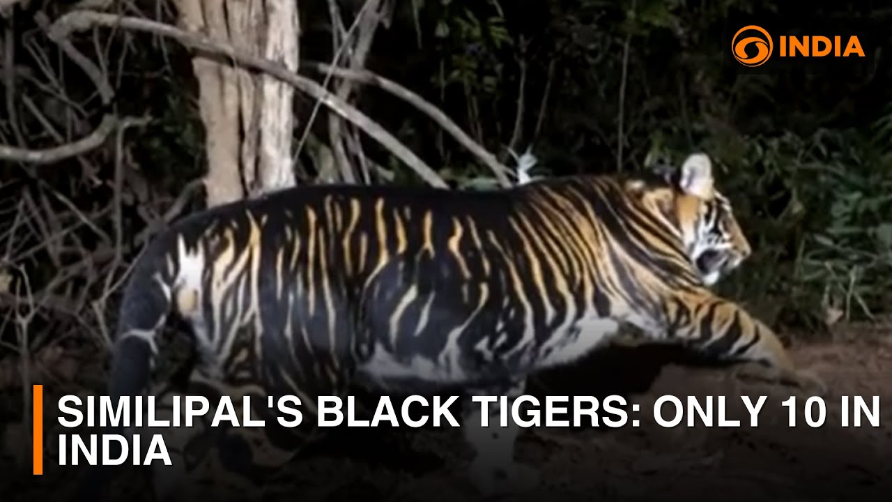 Similipal's black tigers: Only 10 in India | DD India