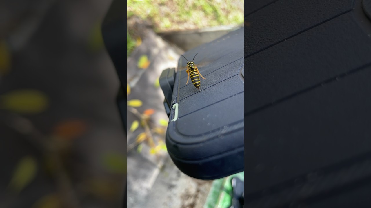 Yellow Jacket stinger gets stuck! 🐝 . . #bee #stinger #otterbox