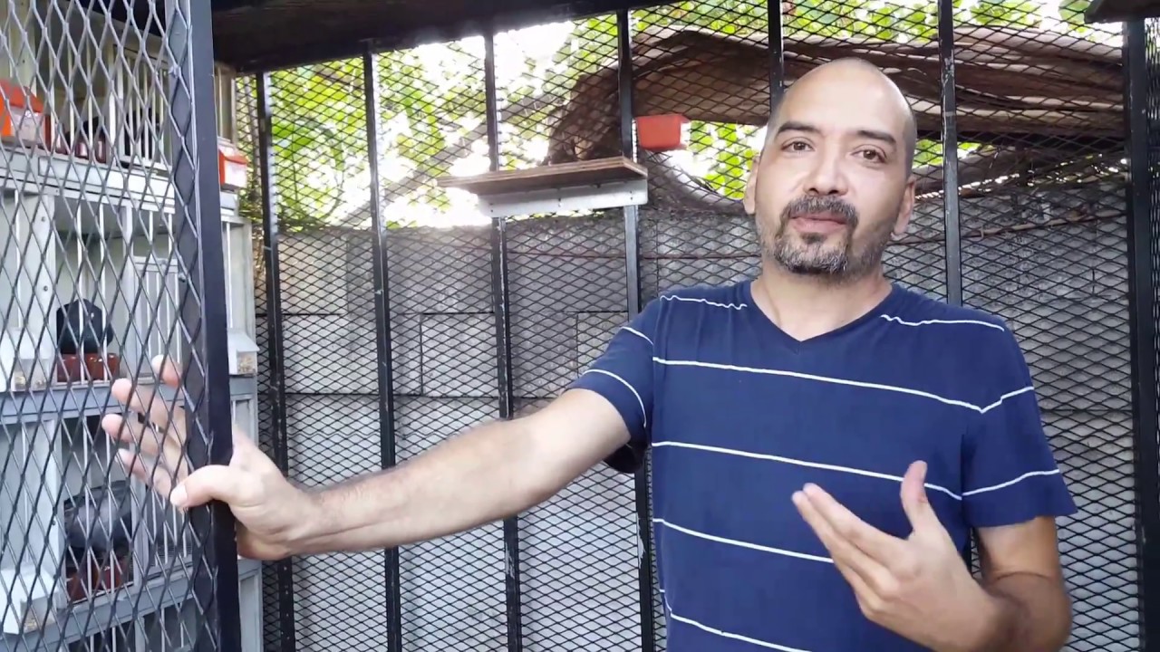 Reproductores de Nelson de Jacomino