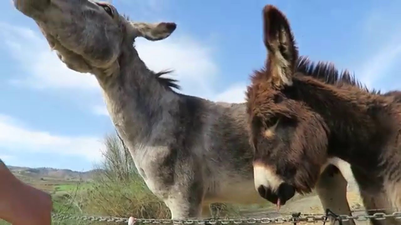 Two Donkeys in Spain countryside going out of space