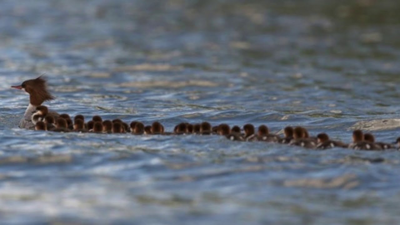 Bemidji Ducks Photo Goes Viral