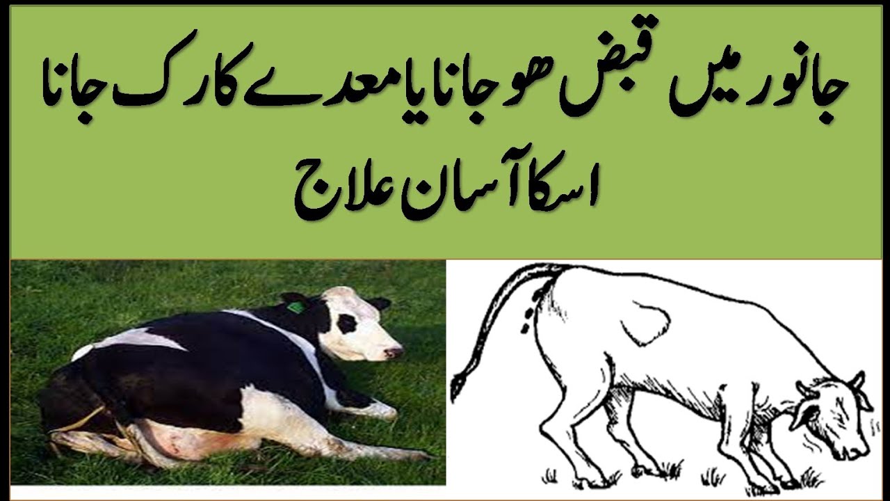 Constipation in Dairy cattle and its Treatment |گاۓ بھینس میں قبض ہو جانا یا معدہ بند ہو جانا