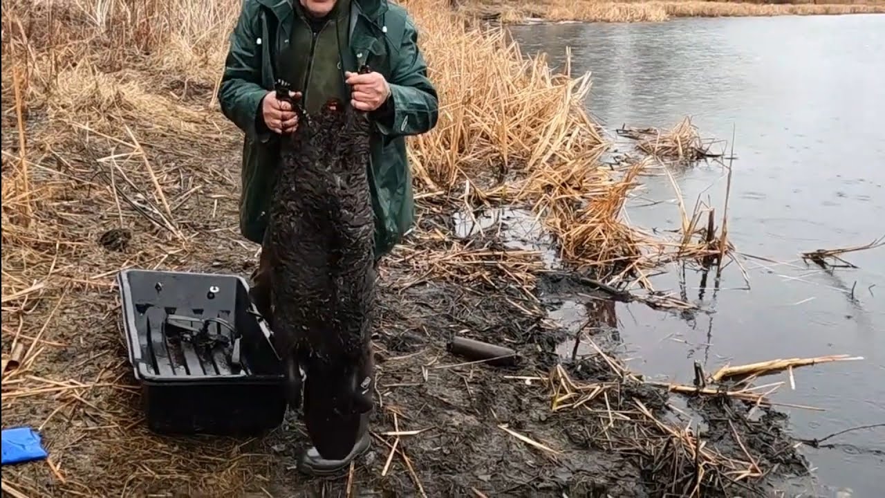 2024 Beaver and Otter Trapping