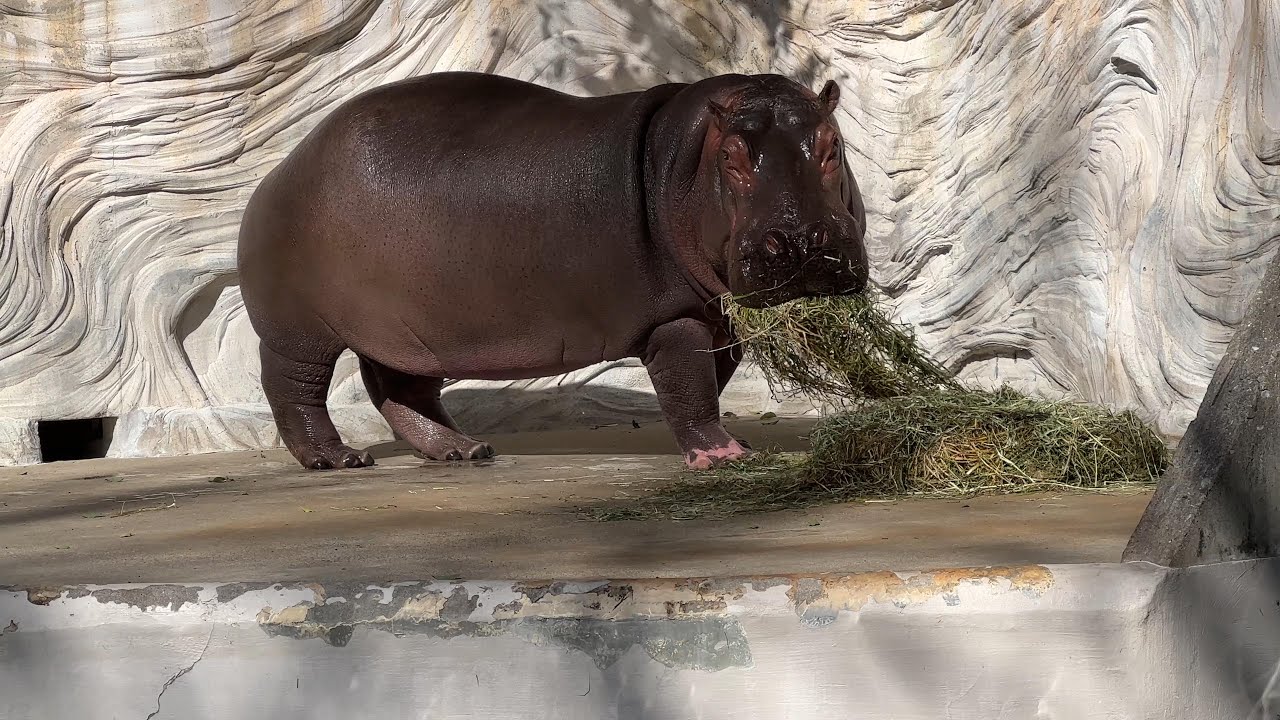 ビックリ！しちゃうユイちゃん【2023年1月31日】【上野動物園】カバ