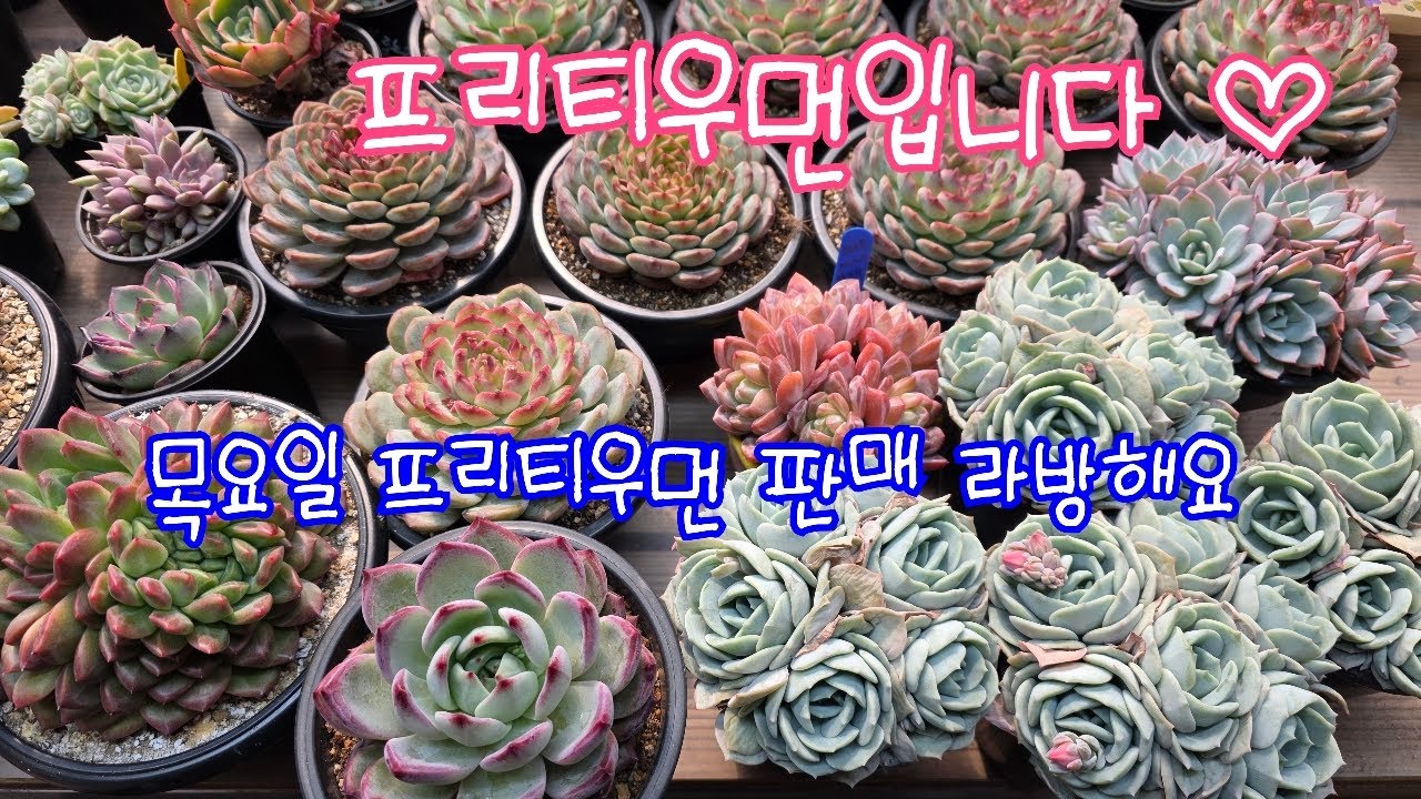 26.03.19.410회 목요일  프리티우먼 판매 라방해요