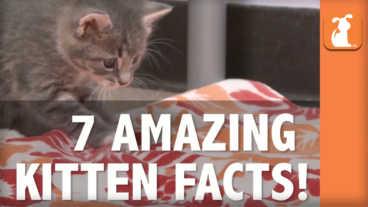 7 Amazing Kitten Facts