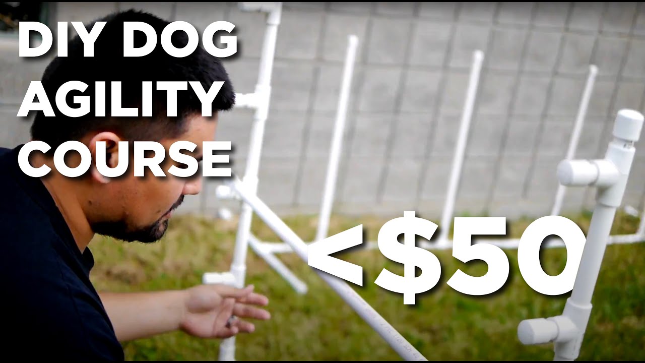 DIY dog agility course for under $50