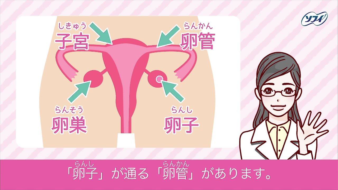 生理ってなぁに？ 【ソフィ はじめてからだTV vol.2】
