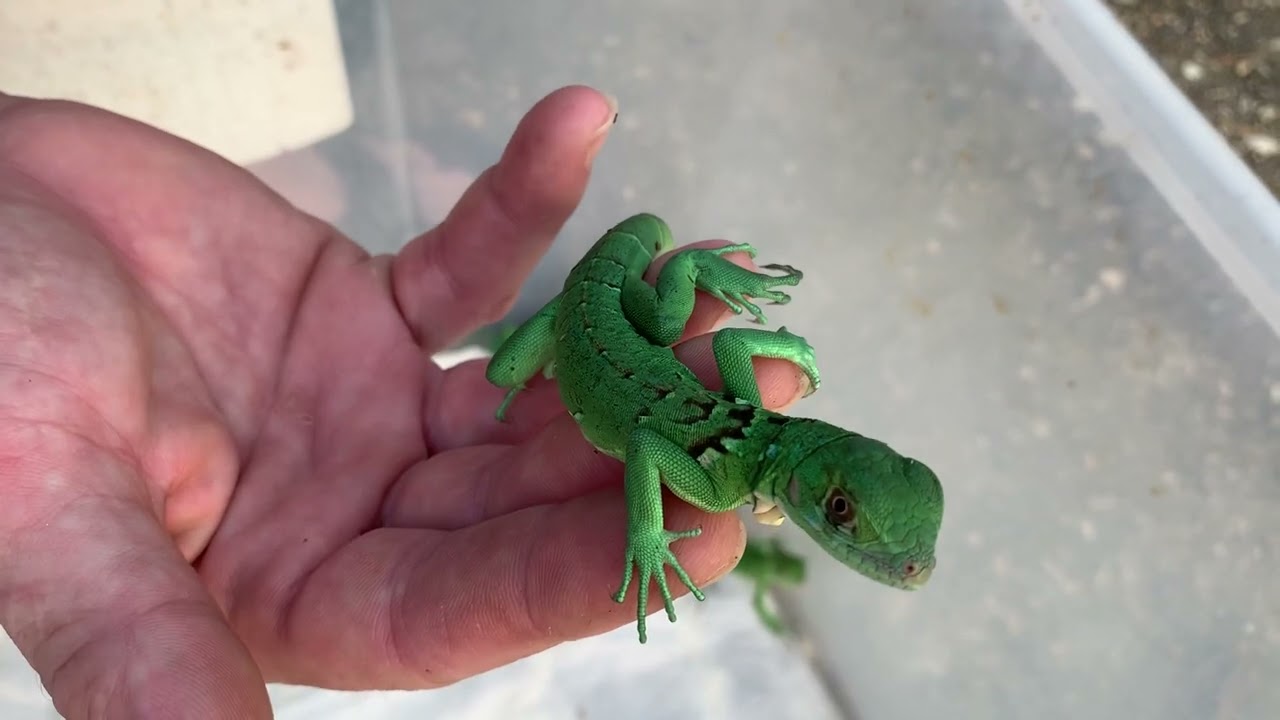 Sunset hypo “ skippy” x Red female iguana breeding project.