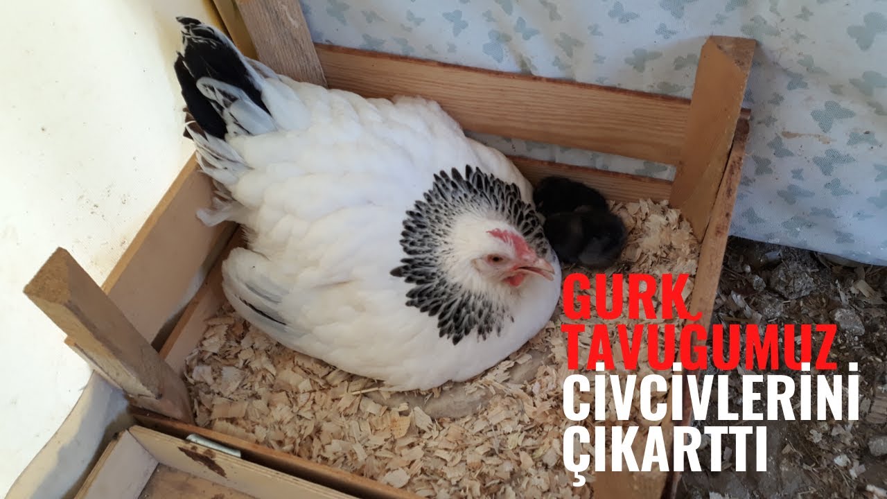 Gurk Sussex Tavuğu Çıkım Performansı | Kaç Civcivimiz Çıktı?