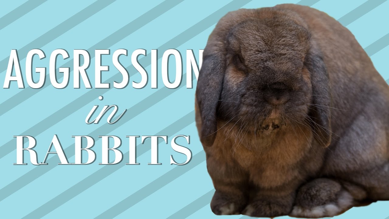 Aggression in Rabbits