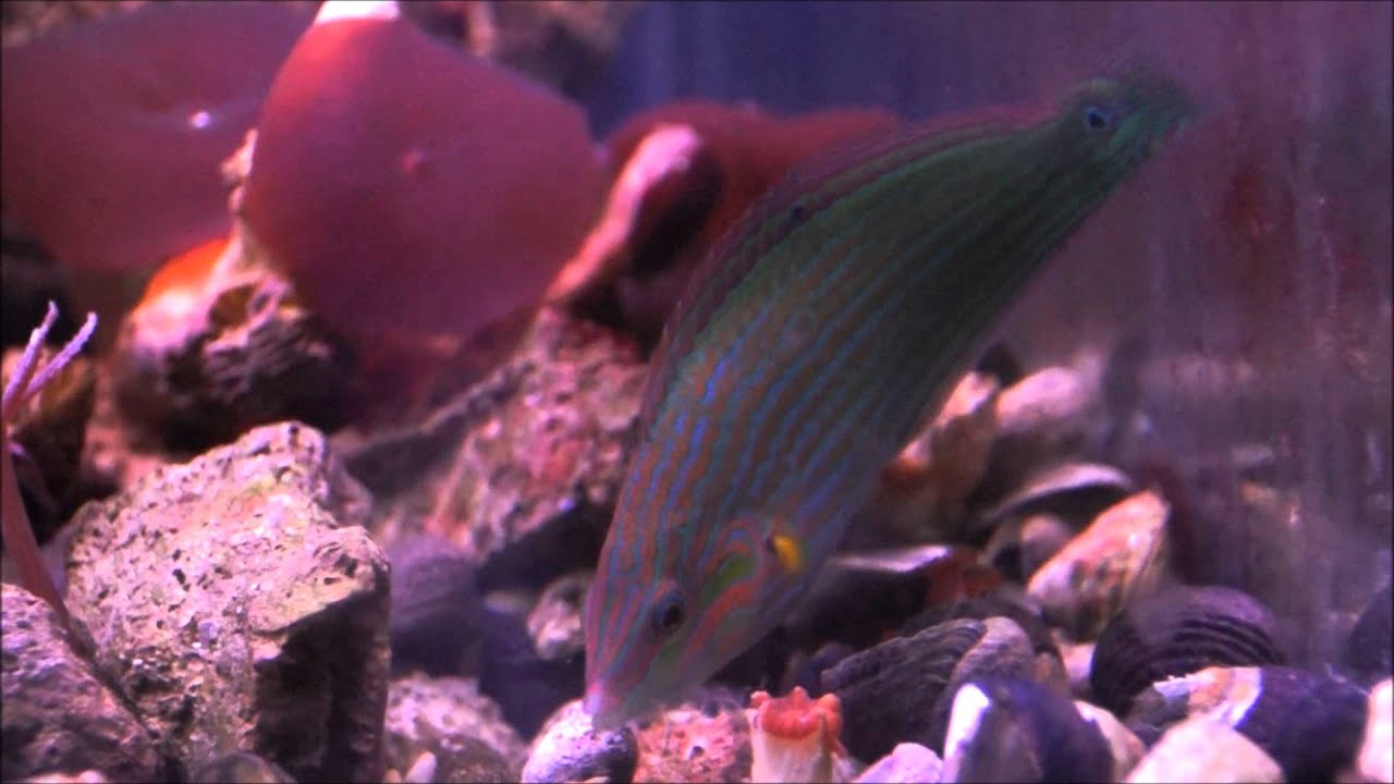 Beautiful Pinstriped Tailspot Wrasse