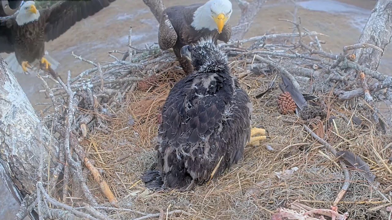 SWFL EAGLE CAM 2026.1.26 😳M15 brought a RK rabbit and F23 brought a squirrel almost simultaneously!