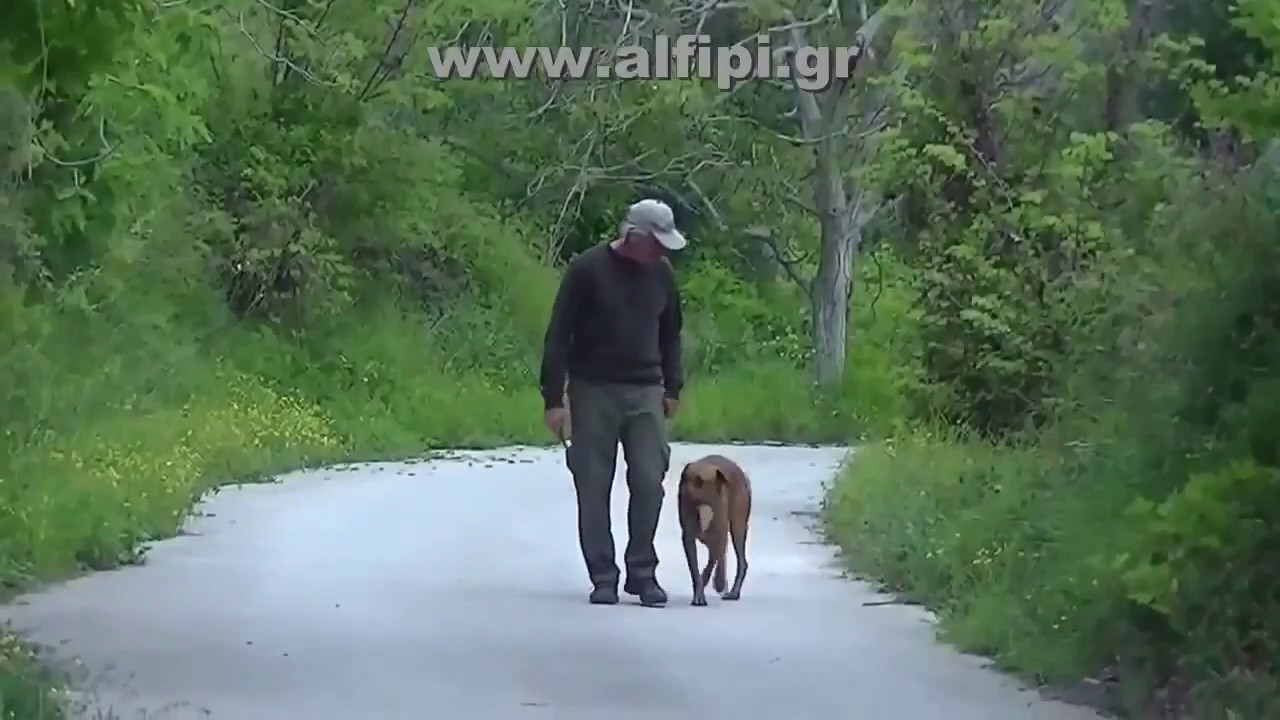&Epsilon;&kappa;&pi;&alpha;ί&delta;&epsilon;&upsilon;&sigma;&eta; &eta;&mu;ί&alpha;&iota;&mu;&omicron;&upsilon; &sigma;&kappa;ύ&lambda;&omicron;&upsilon;&sigmaf;. &Alpha;&lambda;έ&kappa;&omicron;&sigmaf; &Phi;&iota;&lambda;&iota;&pi;&pi;ή&sigmaf;. &Delta;&alpha;&gamma;&kappa;ώ&nu;&epsilon;&iota;,&alpha;&gamma;&rho;&iota;&epsilon;ύ&epsilon;&iota; &sigma;&alpha;&nu; &mu;&alpha;&lambda;&iota;&nu;&omicron;&upsilon;ά. www.alfipi.gr