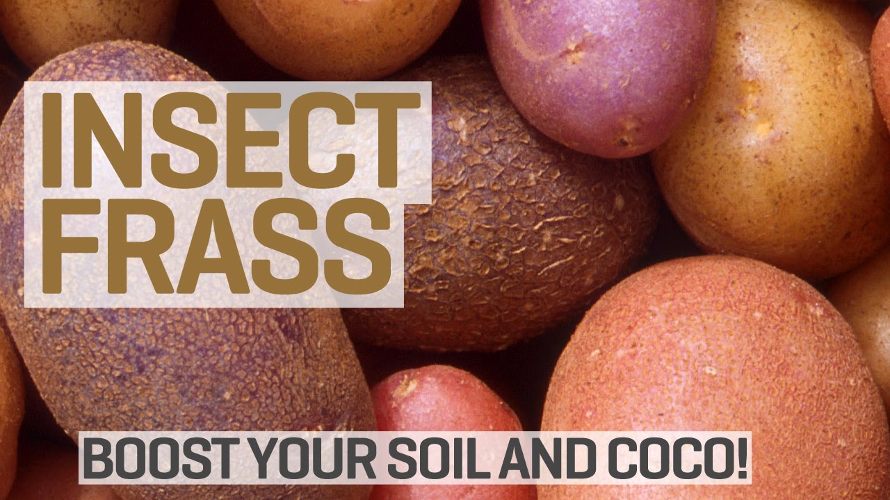 Using Insect Frass Soil Conditioner (with Potatoes)