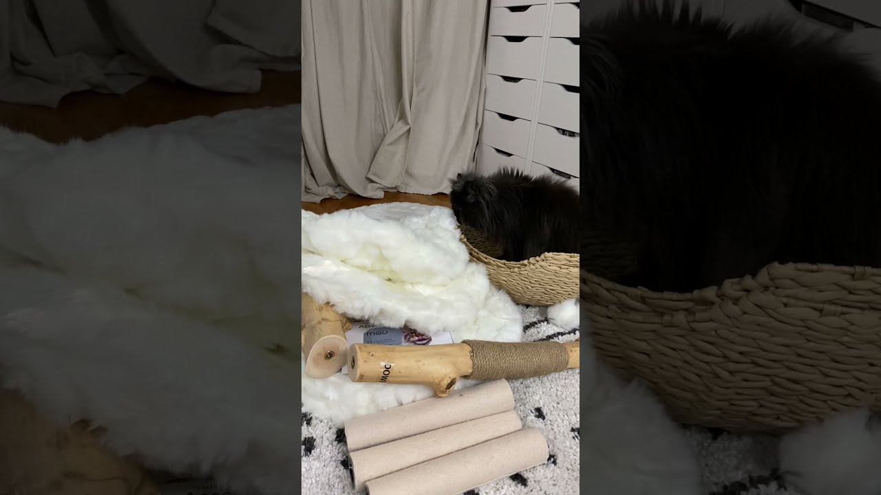 Unboxing the Cento modern cat tree by MauPets