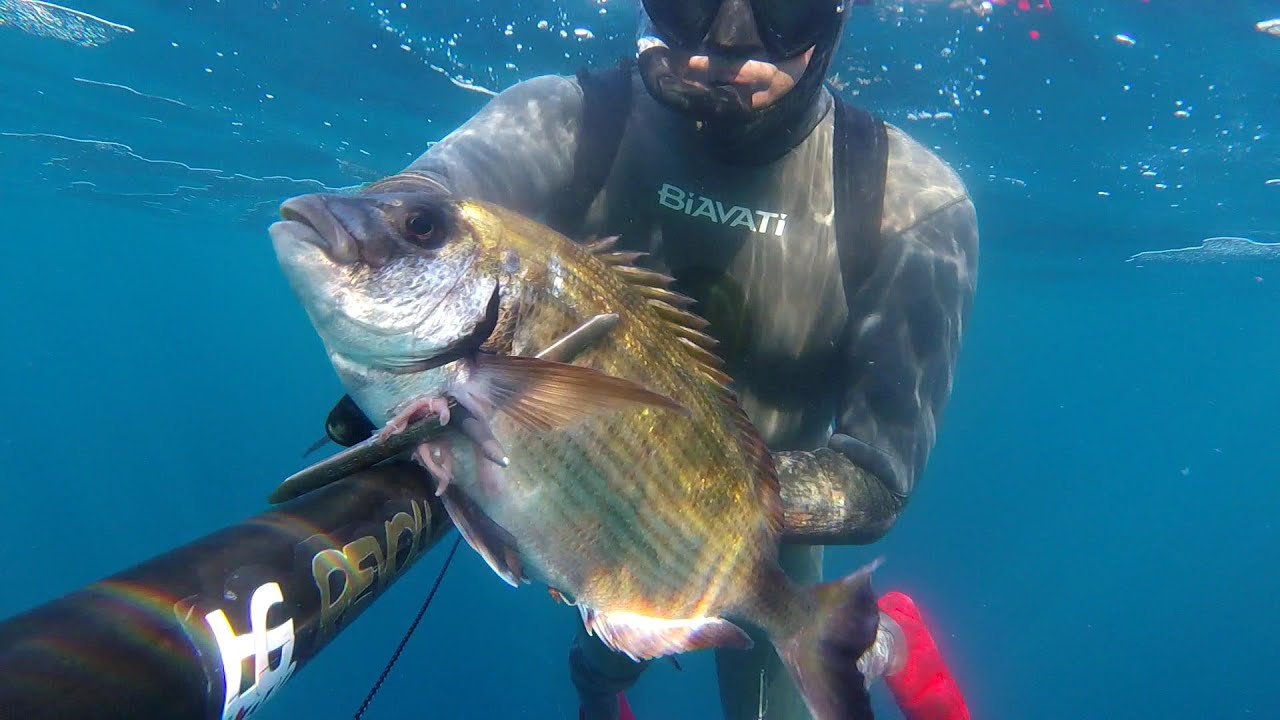 PESCA SUB SARDEGNA: AGGUATO AL SARAGO MAGGIORE IN FONDALI STUPENDI.