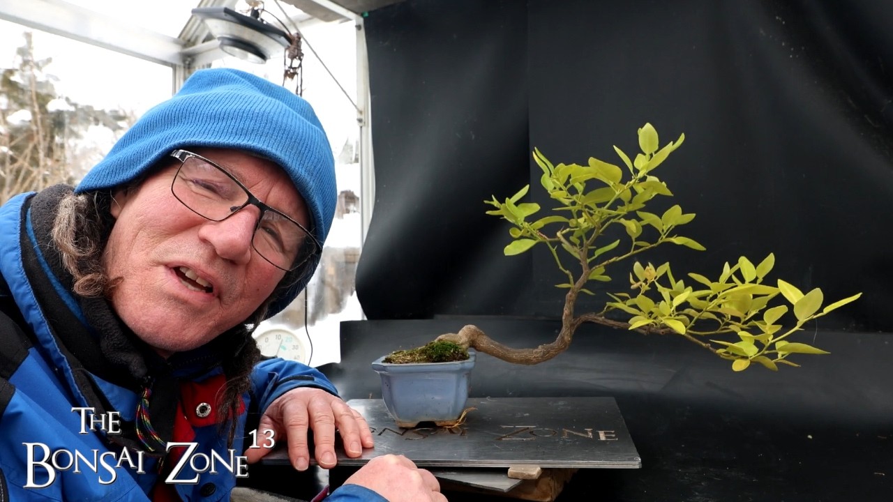 Pruning My Cascade Lemon Tree, The Bonsai Zone, Feb 2026