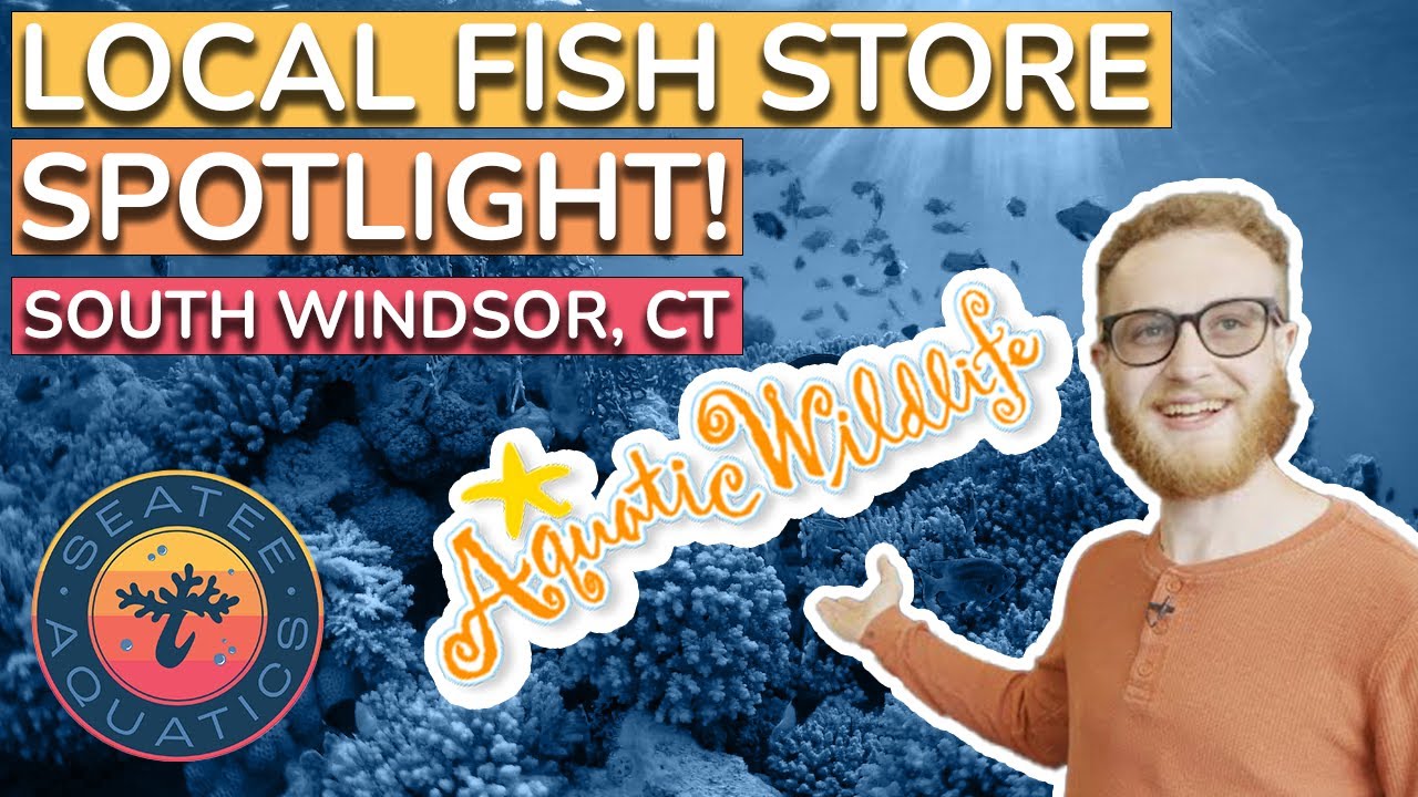 A Tour of Aquatic Wildlife! - Local Fish Store Tour