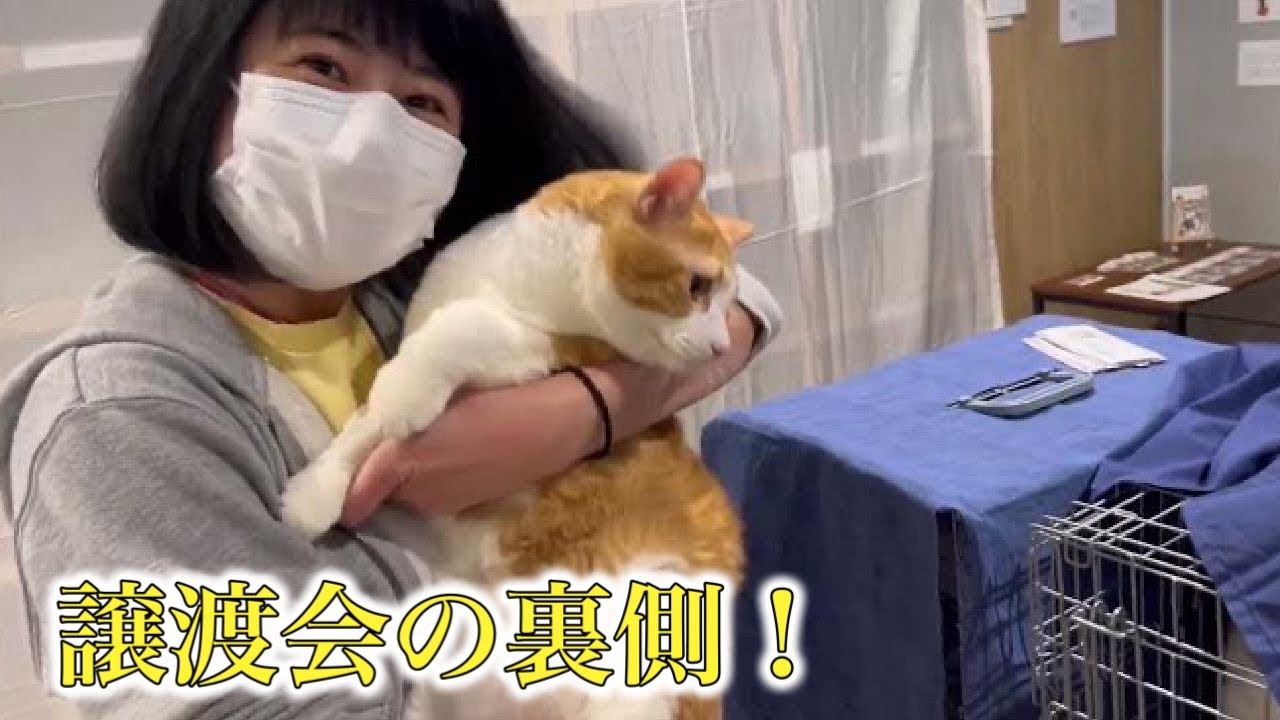 36匹出場譲渡会の裏側をご覧下さい！