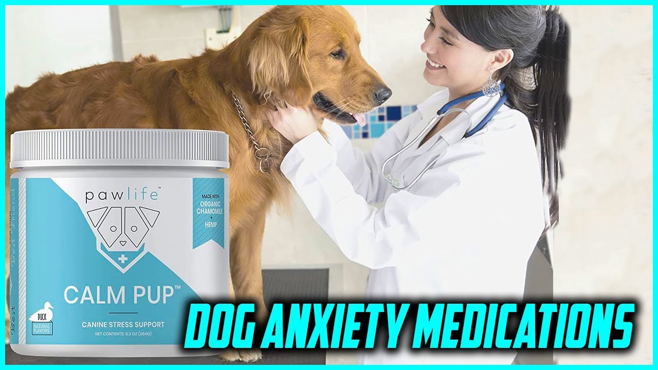 Top 5 Best Dog Anxiety Medications