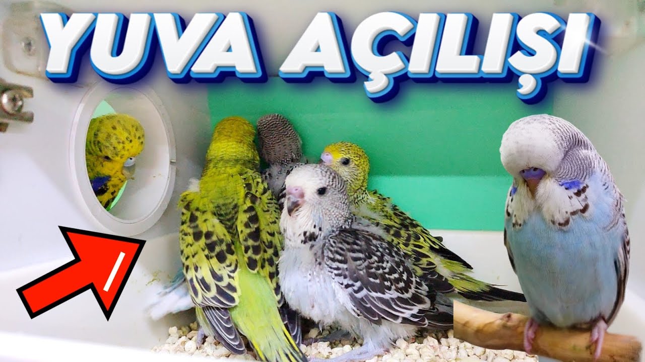 YUVALAR YAVRU YUMURTA DOLDU !!