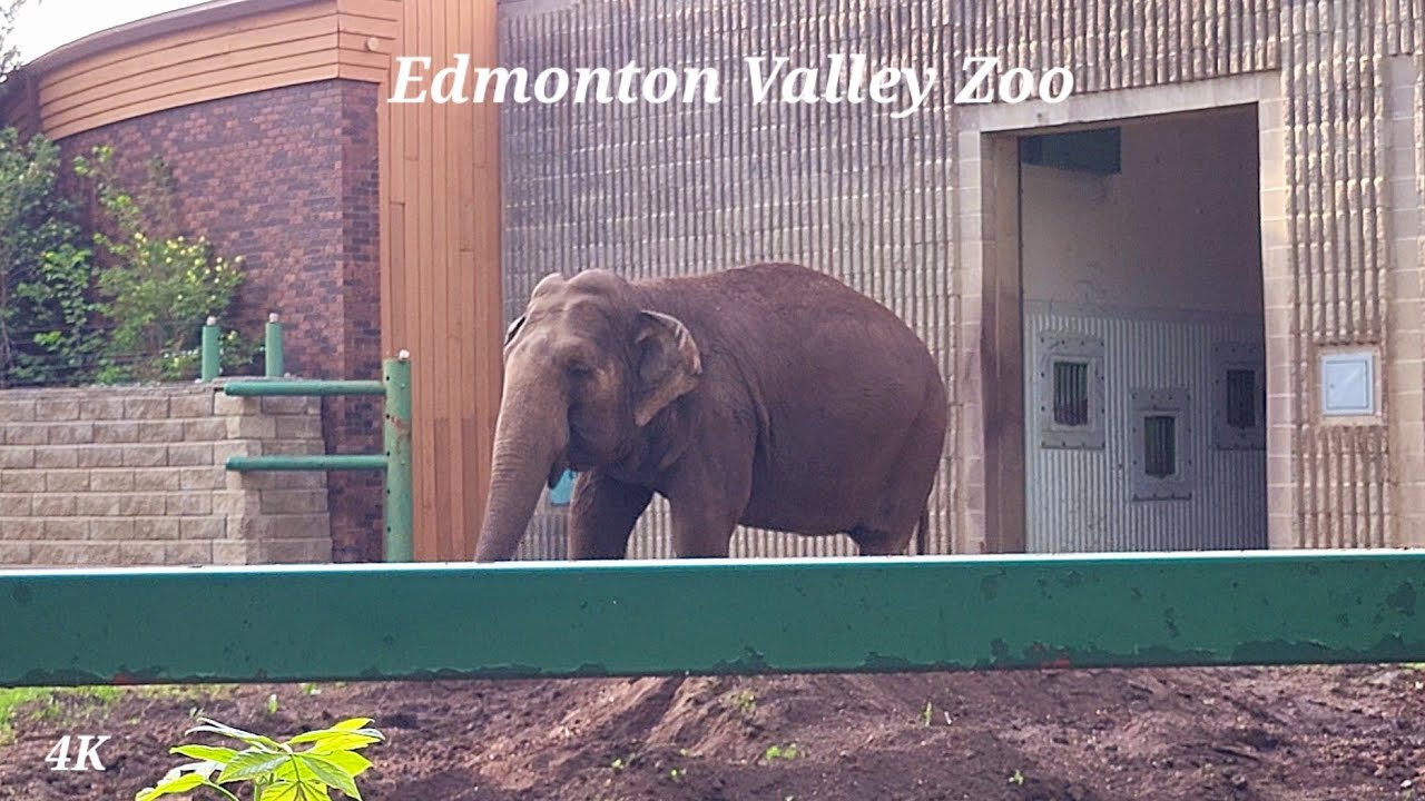 Edmonton Valley Zoo, Edmonton, Alberta, Canada - May 2023