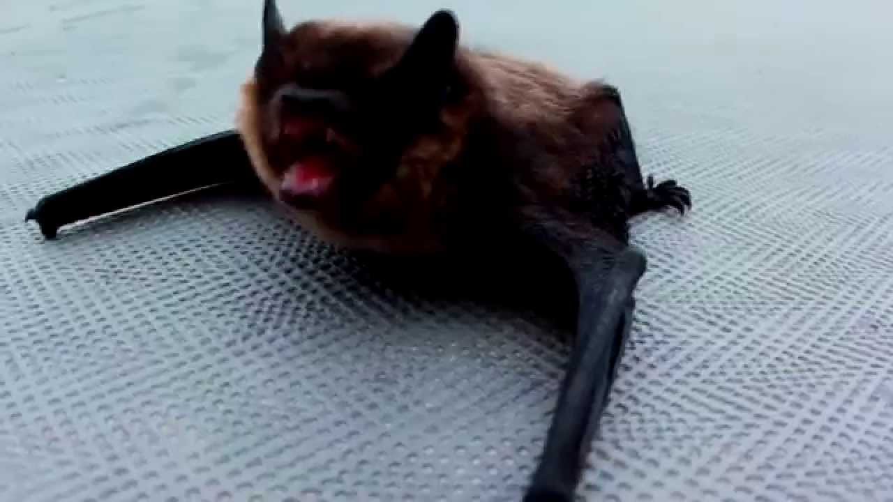 Cranky bat waking up