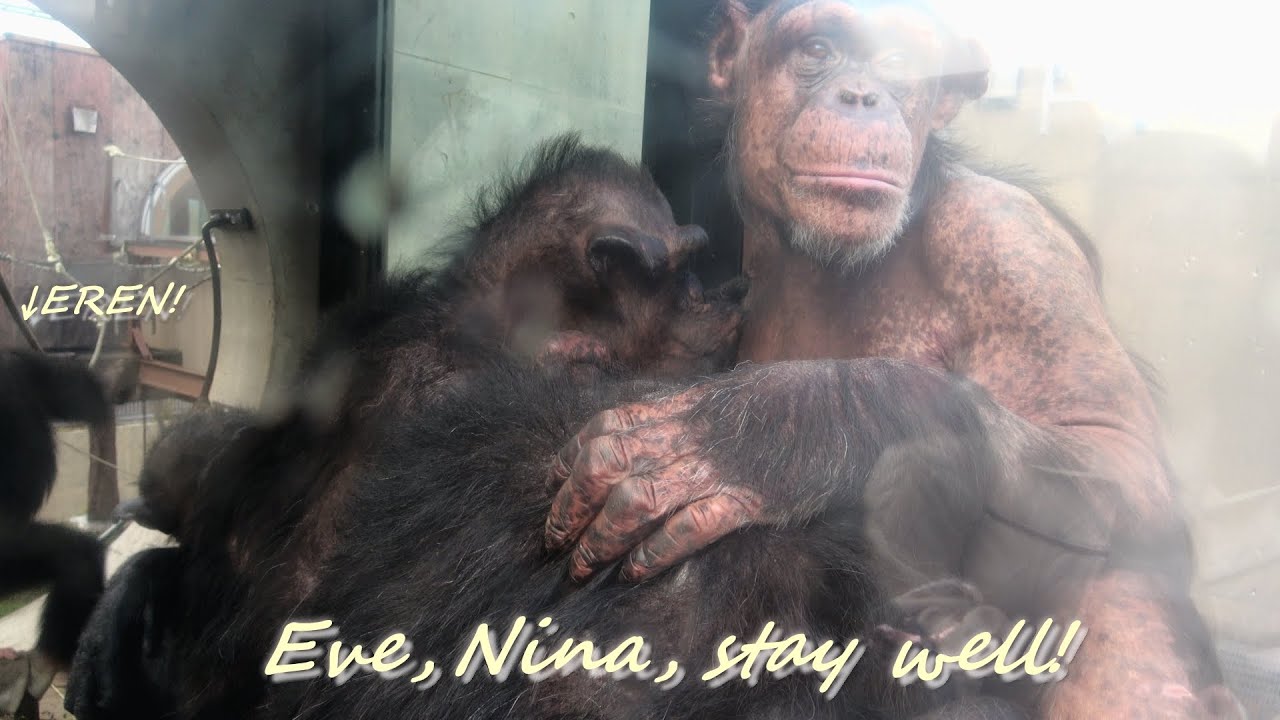 Dear EVE and NINA, stay well Chimpanzees at Asahiyama Zoo イブちゃんニナちゃん元気でね!! チンパンジー 旭山動物園