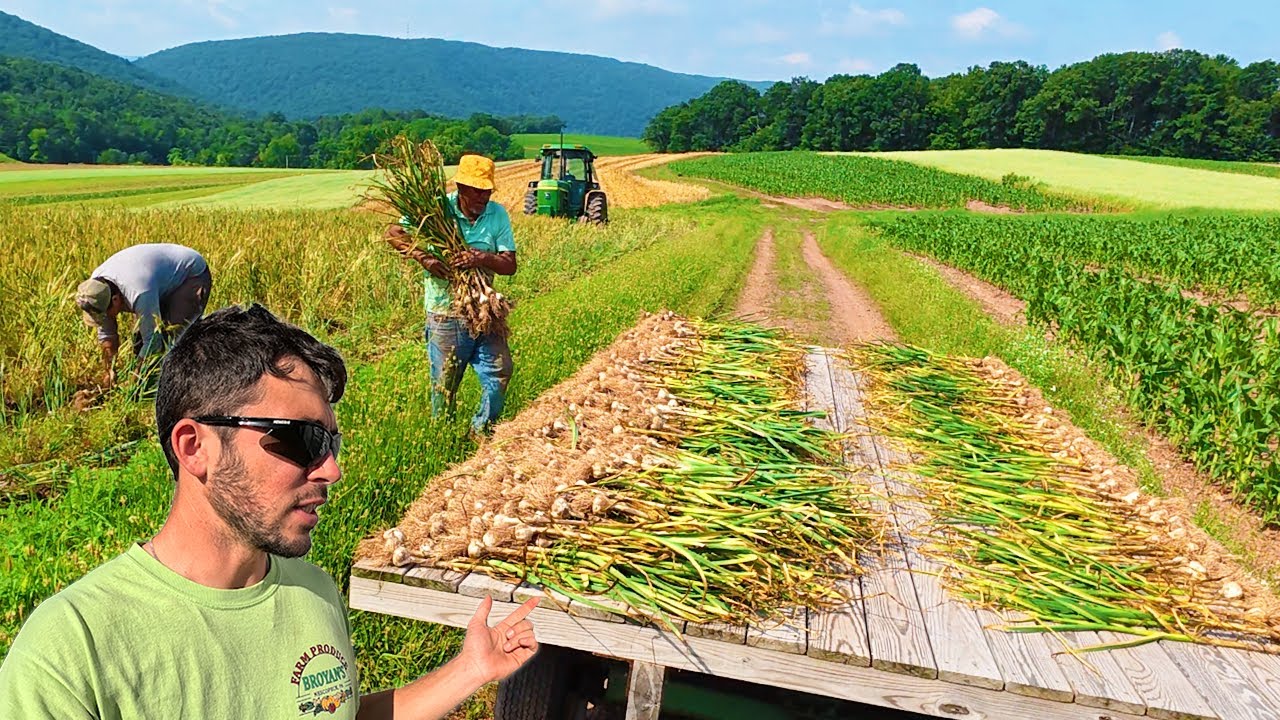 Garlic Harvest Insanity