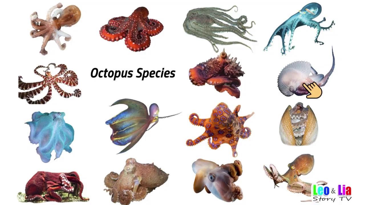 1 hour of Aquatic Animals / Sea Creatures / Leo and Lia Kids TV Live Stream