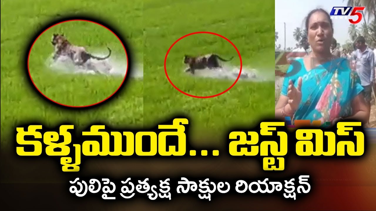 Live Witness Reaction On Tiger Rescue Operation At Kurmapuram | East Godavari || TV5 News