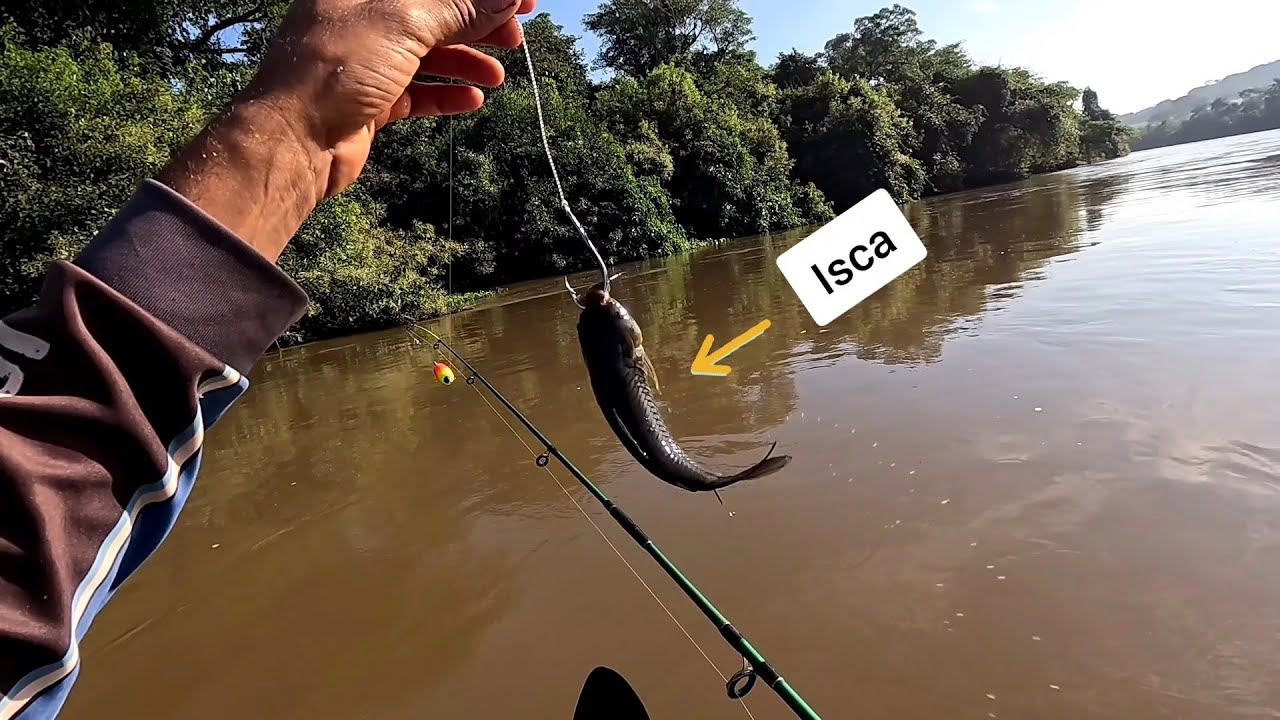 Impressionante ninguém esperava isso veja essa Isca monstros e muita adrenalina Rio Turvo