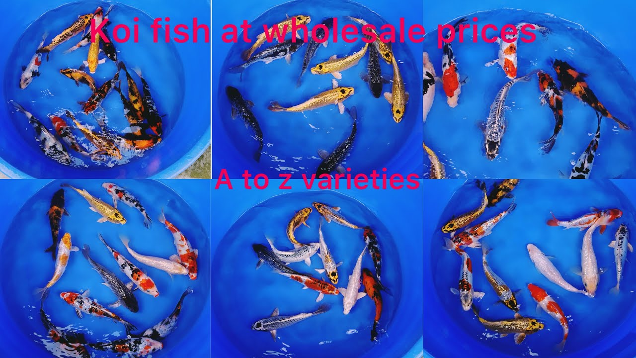 Koi fish farming in India !! Koi fish sale in Chennai !! Lot of koi fish collections in jk farm