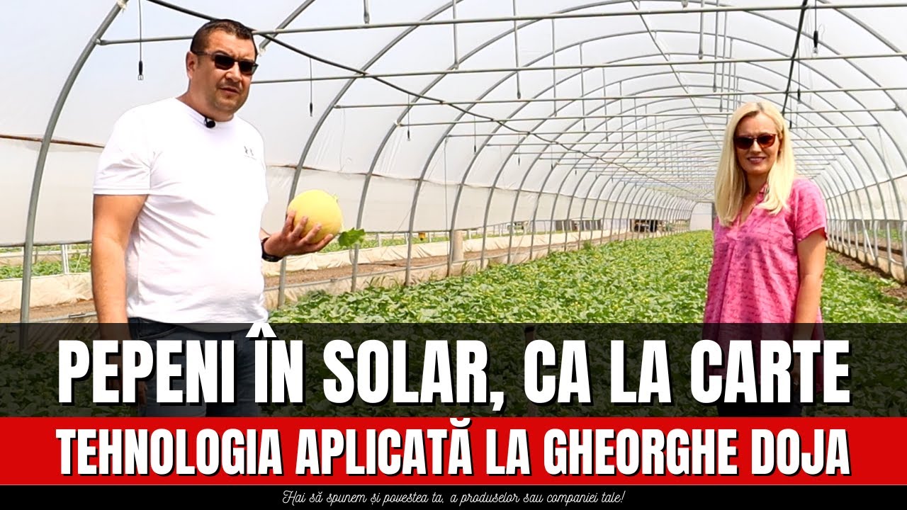 Pepeni în solar ca la carte. Tehnologia aplicată la Gheorghe Doja.