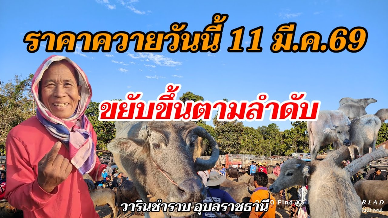 ดีขึ้นตามลำดับ ราคาควายวันนี้ 11มี.ค.69 ควายงาม ควายเลี้ยง วารินชำราบ อุบลราชธานี