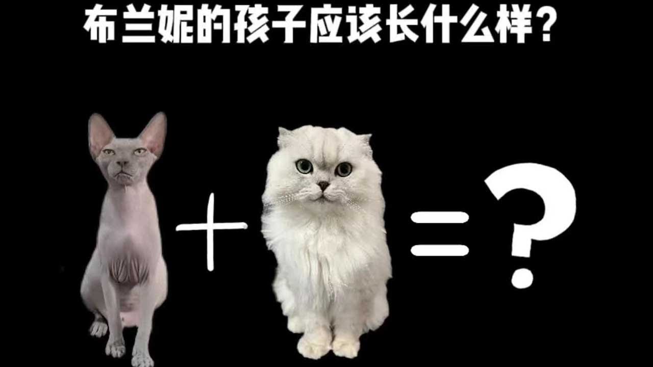 《奧斯卡和布蘭妮的都市劇情連續劇》