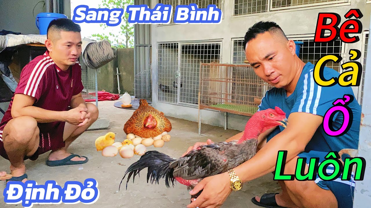Định Đỏ Lần Đầu Tiên Đến Tận Thái Bình Nhận Ổ Gà Cả Mẹ Cả Con Và Bất Ngờ Với Cơ Ngơi Của Nhà