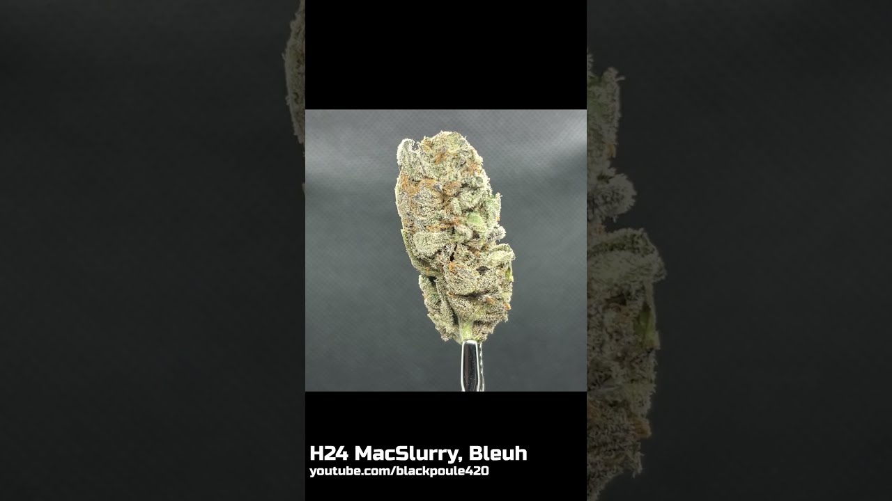 H24 MACSLURRY - BLEUH - 21% THC - #SHORTS #Zoombuds #Weedporn