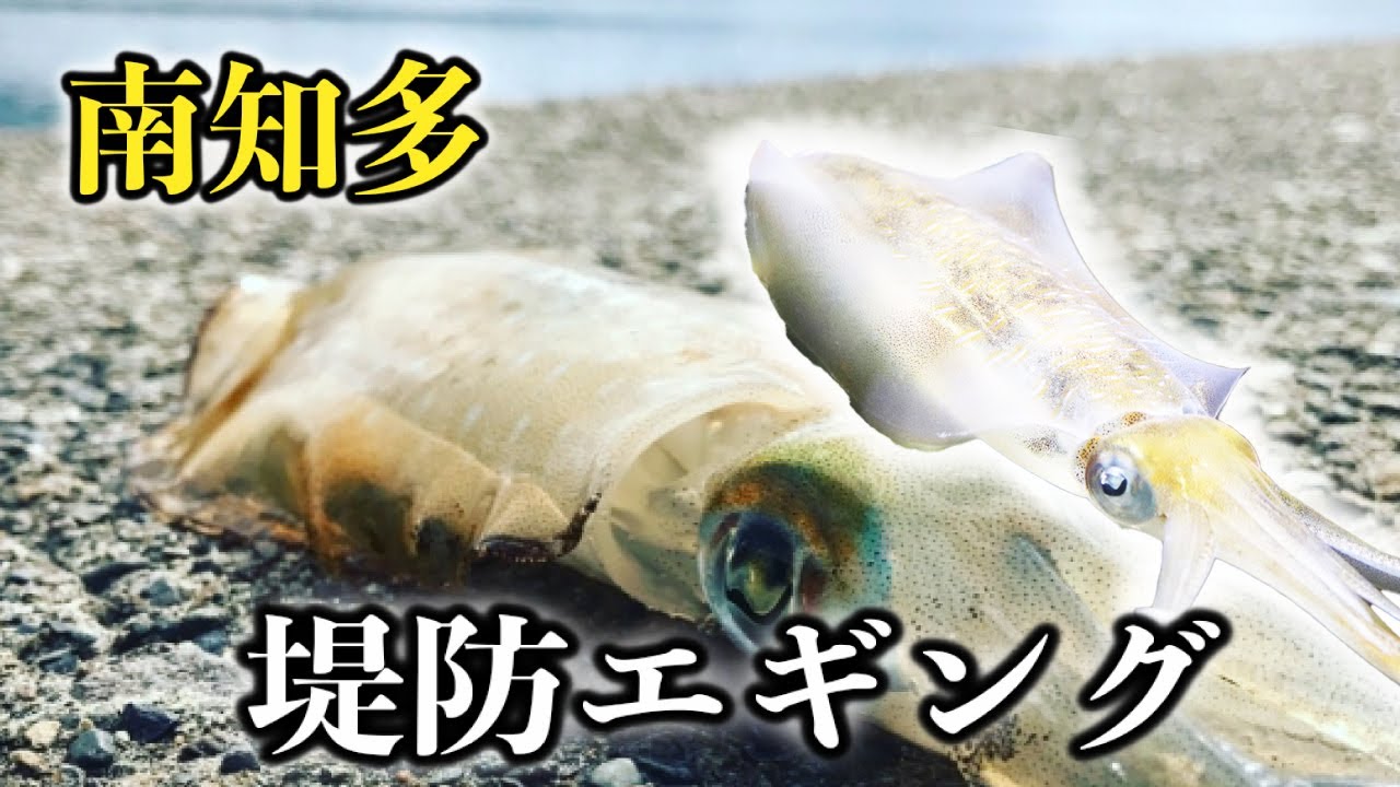 【南知多エギング】陸っぱり専用のアオリイカポイント‼︎ 投げて20秒待つだけの簡単ゲーム※12選