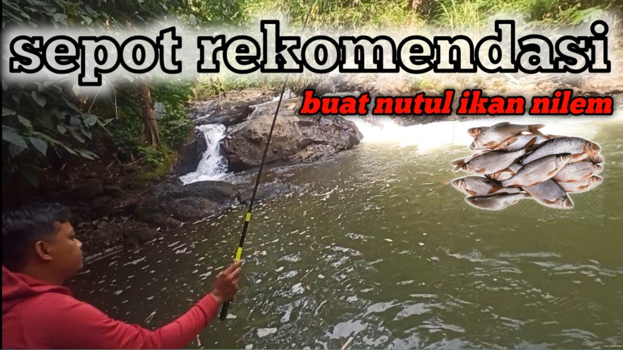 Nutul nilem di sungai sapuran Wonosobo sepot yang lumayan bagus