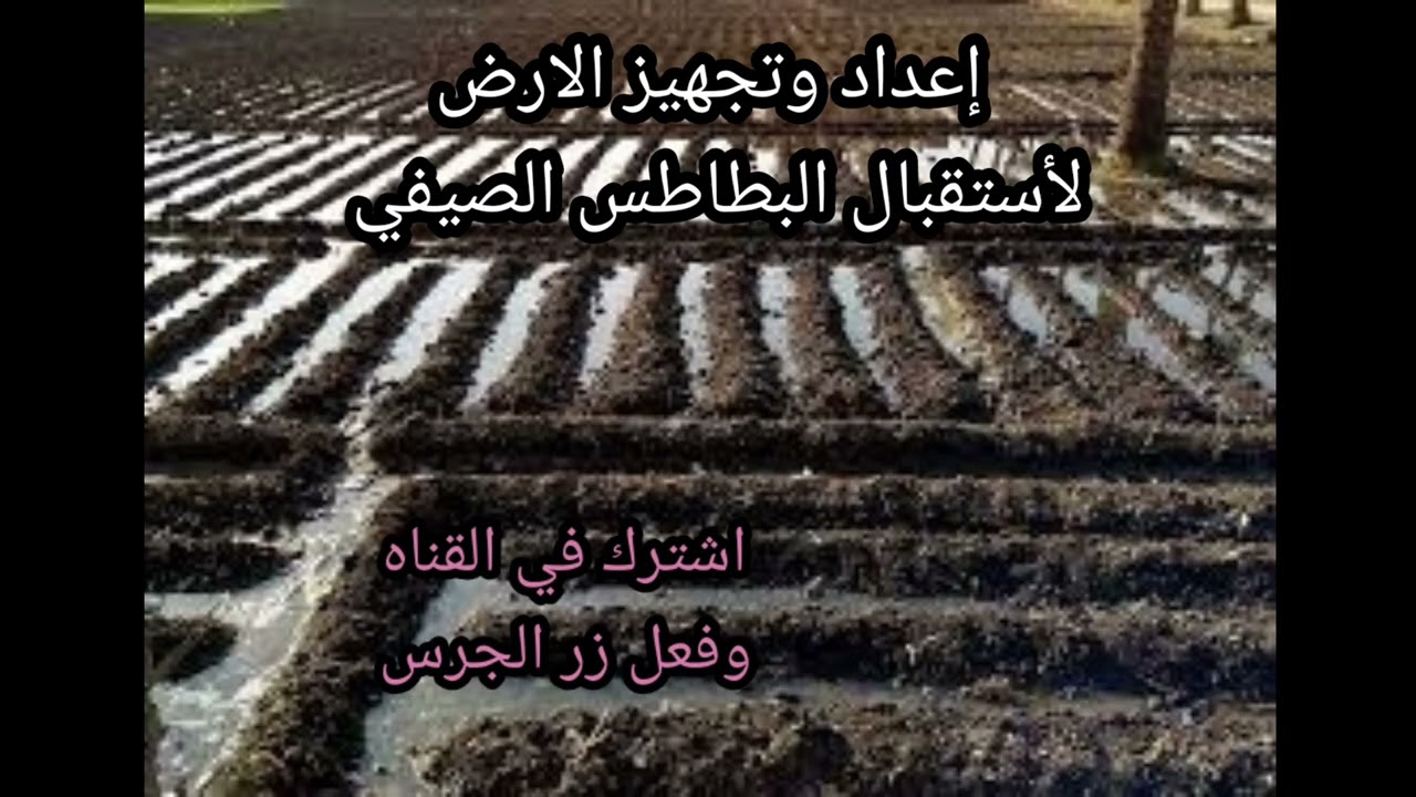 كيفية إعداد وتجهيز الارض لزراعة البطاطس الصيفي🥔🥔🥔🥔🌱