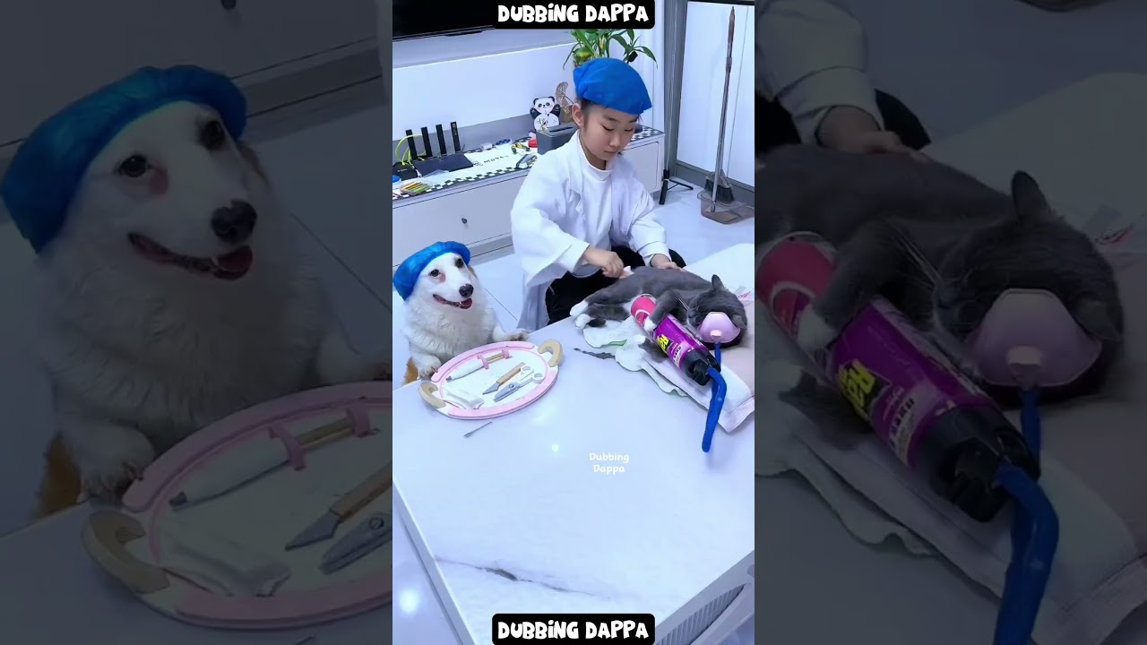 Doctor 🤣 #funny #cat #shorts #dog #shortsfeed #animals #dubbingdappa #catvideos #dogshorts #pets